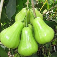Mận xanh đường (quả roi đường) VietGAP